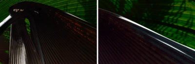 Les songes verts du Black Parrot