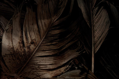 Les songes verts du Black Parrot