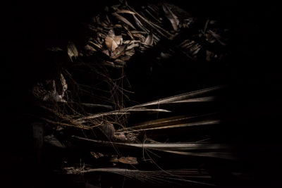 Les songes verts du Black Parrot