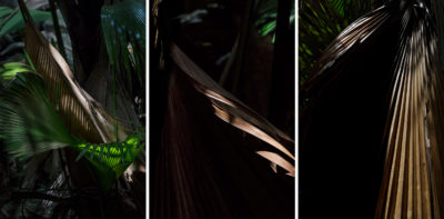 Les songes verts du Black Parrot